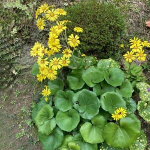 CHUXAY GARDEN 100 Seeds Farfugium Japonicum Seed,Leopard Plant,Ligularia Tussilaginea Perennial Herb Plant Showy Display