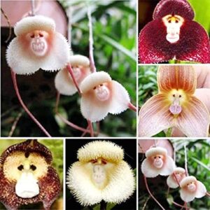 qauzuy garden 100 rare monkey face orchid plant seeds monkey orchid monkey-like dracula simia seeds blooms at any season great garden gift