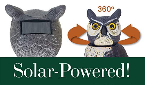 Dalen SOL-R Action Solar Fake Owl Decoy to Scare Birds Away from Gardens, Rooftops, and Patios - Scarecrow Provides Chemical-Free Pest Control - Safe and Humane, 18" 360º Rotating Head