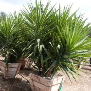 CHUXAY GARDEN Yucca Gloriosa,Spanish Dagger 30 Seeds Yucca Gloriosa 'Aureovariegata' Evergreen Shrub Growing to 2.5 m Low-Maintenance