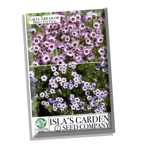 Gilia Birds-Eye Flower Seeds for Planting, 2500+ Flower Seeds Per Packet, (Isla's Garden Seeds), Non GMO & Heirloom Seeds, Scientific Name: Gilia Tricolor, Great Home Flower Garden Gift