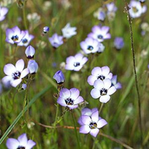 Gilia Birds-Eye Flower Seeds for Planting, 2500+ Flower Seeds Per Packet, (Isla's Garden Seeds), Non GMO & Heirloom Seeds, Scientific Name: Gilia Tricolor, Great Home Flower Garden Gift