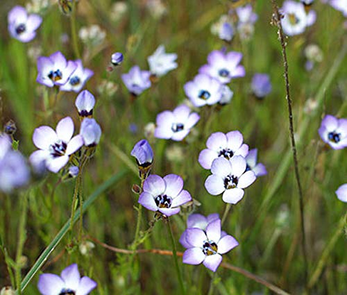 Gilia Birds-Eye Flower Seeds for Planting, 2500+ Flower Seeds Per Packet, (Isla's Garden Seeds), Non GMO & Heirloom Seeds, Scientific Name: Gilia Tricolor, Great Home Flower Garden Gift