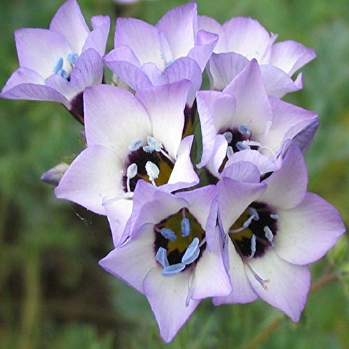 Gilia Birds-Eye Flower Seeds for Planting, 2500+ Flower Seeds Per Packet, (Isla's Garden Seeds), Non GMO & Heirloom Seeds, Scientific Name: Gilia Tricolor, Great Home Flower Garden Gift