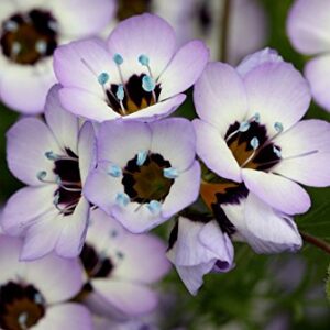 Gilia Birds-Eye Flower Seeds for Planting, 2500+ Flower Seeds Per Packet, (Isla's Garden Seeds), Non GMO & Heirloom Seeds, Scientific Name: Gilia Tricolor, Great Home Flower Garden Gift