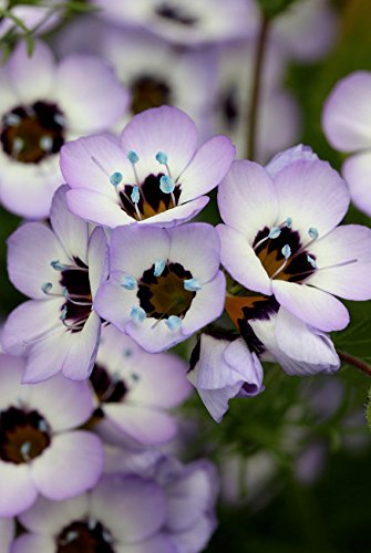 Gilia Birds-Eye Flower Seeds for Planting, 2500+ Flower Seeds Per Packet, (Isla's Garden Seeds), Non GMO & Heirloom Seeds, Scientific Name: Gilia Tricolor, Great Home Flower Garden Gift