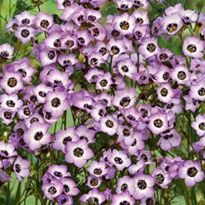 Gilia Birds-Eye Flower Seeds for Planting, 2500+ Flower Seeds Per Packet, (Isla's Garden Seeds), Non GMO & Heirloom Seeds, Scientific Name: Gilia Tricolor, Great Home Flower Garden Gift