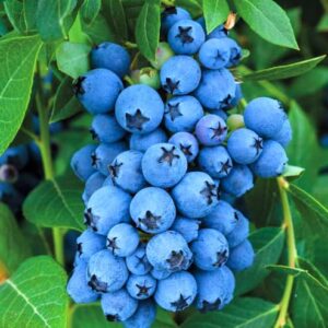 Jewel Blueberry Plants Live Sweet Berries Tree 5 to 7 Inches Ornaments Perennial Garden Simple to Grow Pot