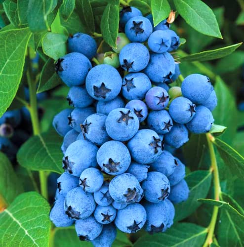 Jewel Blueberry Plants Live Sweet Berries Tree 5 to 7 Inches Ornaments Perennial Garden Simple to Grow Pot