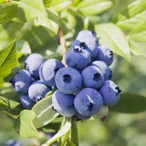 Jewel Blueberry Plants Live Sweet Berries Tree 5 to 7 Inches Ornaments Perennial Garden Simple to Grow Pot