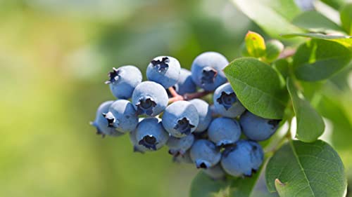 Jewel Blueberry Plants Live Sweet Berries Tree 5 to 7 Inches Ornaments Perennial Garden Simple to Grow Pot