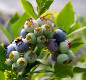 Jewel Blueberry Plants Live Sweet Berries Tree 5 to 7 Inches Ornaments Perennial Garden Simple to Grow Pot