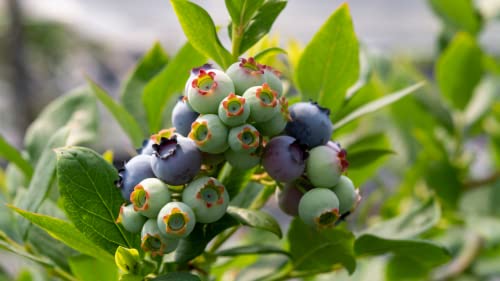 Jewel Blueberry Plants Live Sweet Berries Tree 5 to 7 Inches Ornaments Perennial Garden Simple to Grow Pot