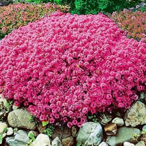 qauzuy garden red creeping thyme 200 seeds fragrant lawn cover/groundcover seeds hardy drought salt tolerant fast-growing low-maintenace perennial evergreen herbs