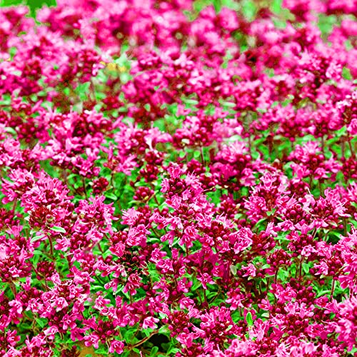 QAUZUY GARDEN Red Creeping Thyme 200 Seeds Fragrant Lawn Cover/Groundcover Seeds Hardy Drought Salt Tolerant Fast-Growing Low-Maintenace Perennial Evergreen Herbs