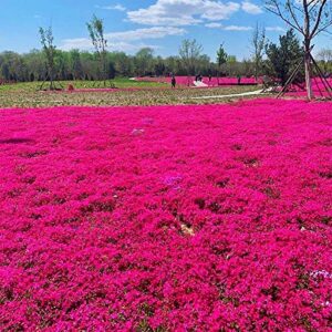 QAUZUY GARDEN Red Creeping Thyme 200 Seeds Fragrant Lawn Cover/Groundcover Seeds Hardy Drought Salt Tolerant Fast-Growing Low-Maintenace Perennial Evergreen Herbs