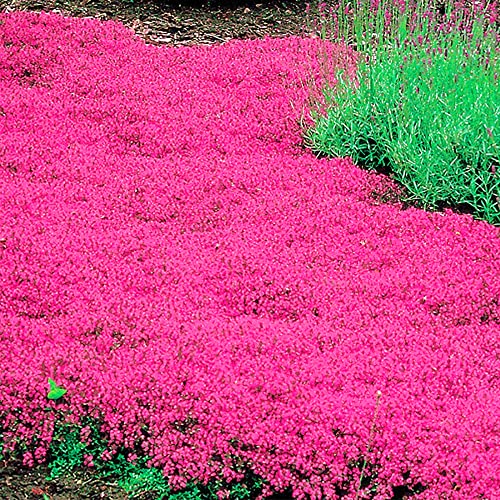 QAUZUY GARDEN Red Creeping Thyme 200 Seeds Fragrant Lawn Cover/Groundcover Seeds Hardy Drought Salt Tolerant Fast-Growing Low-Maintenace Perennial Evergreen Herbs