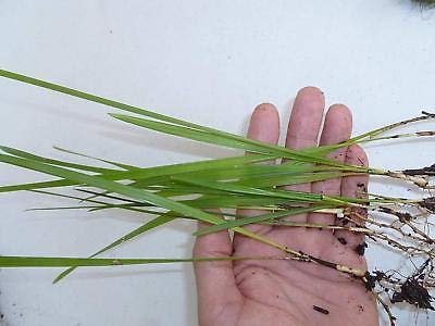 5 Sabal Palmetto Seedlings Tropical Tree Lawn Garden House Plant