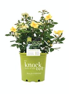 star roses knockout series 11892 star series roses knock out, 3 gallon, sunny knockout