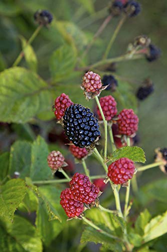 Espoma Organic Berry-Tone 4-3-4 Natural & Organic Fertilizer and Plant Food for All Berries. 4 lb. Bag. Use for Planting & Feeding to Promote Bountiful Harvest - Pack of 2