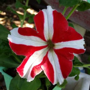 chuxay garden 50 seeds red and white star petunia seeds,petunia integrifolia,violetflower petunia, petunia violacea rare color flowers grows in garden and pots high germination rate