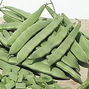 roma ii bush beans seeds (20+ seeds) | non gmo | vegetable fruit herb flower seeds for planting | home garden greenhouse pack