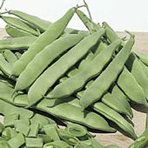 Roma II Bush Beans Seeds (20+ Seeds) | Non GMO | Vegetable Fruit Herb Flower Seeds for Planting | Home Garden Greenhouse Pack