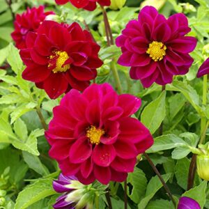outsidepride dahlia opera violet garden cut flower seeds great for bouquets & dried floral arrangements – 200 seeds