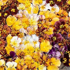 david’s garden seeds flower viola brush strokes 4113 (multi) 100 non-gmo, heirloom seeds