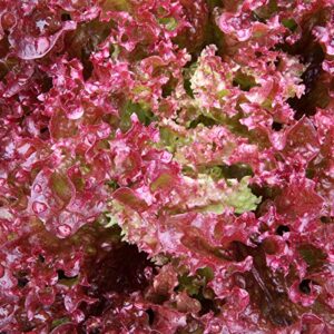 Leaf Lettuce Garden Seeds - Lollo Rosso - 2 Gram Packet, Non-GMO Vegetable Leafy Green Gardening Seeds