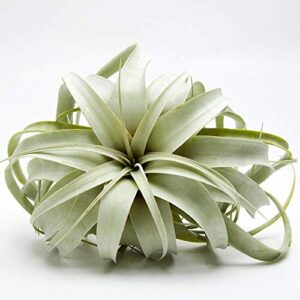 airplant tillandsia xerographica 6″ wide by garden in the city/ships from california/greenhouse grown