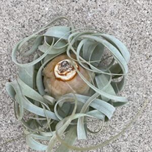 Airplant Tillandsia Xerographica 6" Wide by Garden in the City/Ships from California/Greenhouse Grown