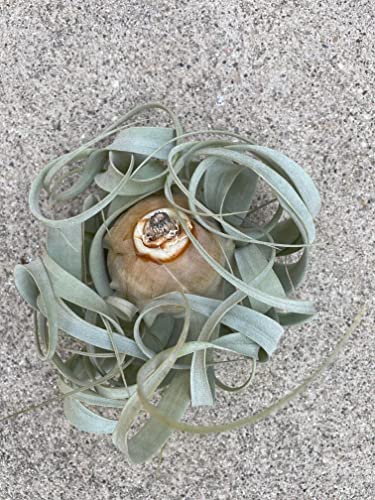 Airplant Tillandsia Xerographica 6" Wide by Garden in the City/Ships from California/Greenhouse Grown