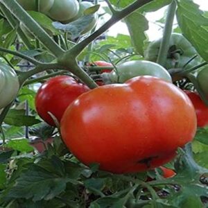 PAPAW'S GARDEN SUPPLY LLC. HELPING THE NEXT GENERATION GROW! Heat Master Hybrid Tomato Seeds, Non-GMO, 1 Pack of 20 Seeds