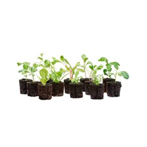 lettuce grow outdoor seedlings bundle – live plants to kickstart outdoor growing – not seeds or pods – living plants for hydroponic growing systems or traditional gardens – non-gmo