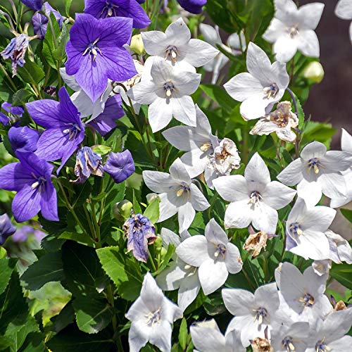 Outsidepride Balloon Flower White Platycodon Grandiflorus Garden Plant Seed - 1000 Seeds