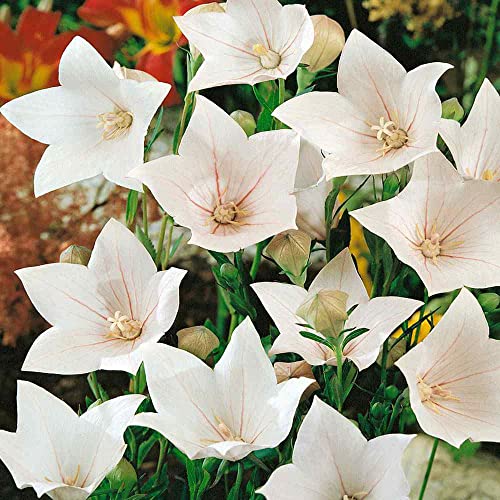 Outsidepride Balloon Flower White Platycodon Grandiflorus Garden Plant Seed - 1000 Seeds