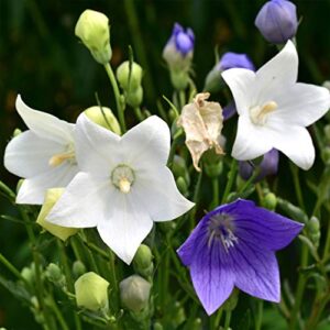 Outsidepride Balloon Flower White Platycodon Grandiflorus Garden Plant Seed - 1000 Seeds