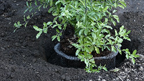 RootGuardTM Speed Baskets, Gopher Wire Baskets. (1-Quart Mini - 6 Pack)