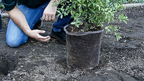 RootGuardTM Speed Baskets, Gopher Wire Baskets. (1-Quart Mini - 6 Pack)