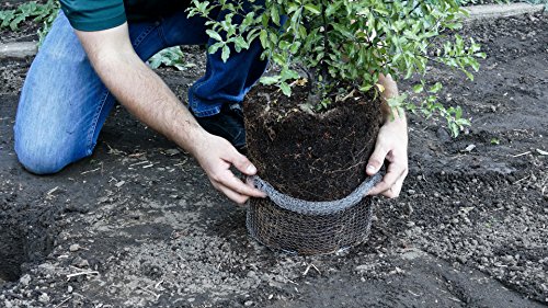 RootGuardTM Speed Baskets, Gopher Wire Baskets. (1-Quart Mini - 6 Pack)