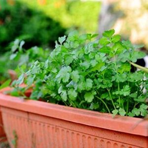 Coriander Cilantro Magnum Seeds for Planting Herb Garden 500+ Seeds