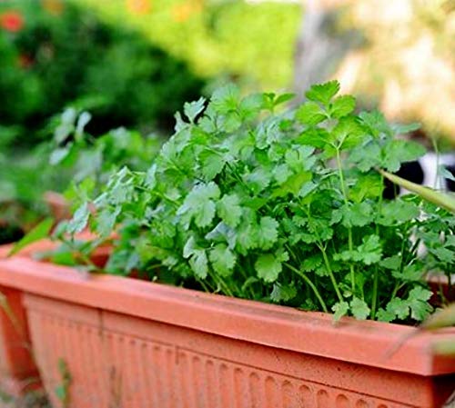 Coriander Cilantro Magnum Seeds for Planting Herb Garden 500+ Seeds