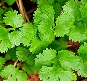 Coriander Cilantro Magnum Seeds for Planting Herb Garden 500+ Seeds