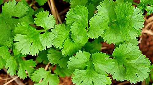 Coriander Cilantro Magnum Seeds for Planting Herb Garden 500+ Seeds