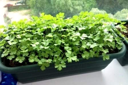 Coriander Cilantro Magnum Seeds for Planting Herb Garden 500+ Seeds