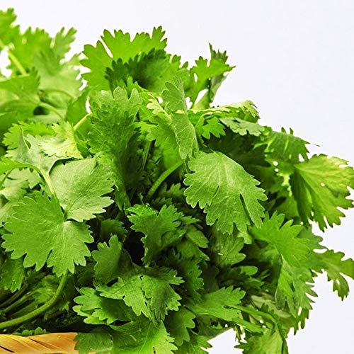 Coriander Cilantro Magnum Seeds for Planting Herb Garden 500+ Seeds