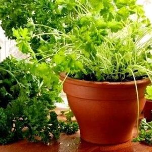 Coriander Cilantro Magnum Seeds for Planting Herb Garden 500+ Seeds