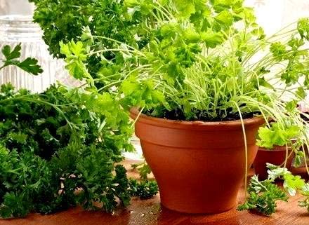 Coriander Cilantro Magnum Seeds for Planting Herb Garden 500+ Seeds