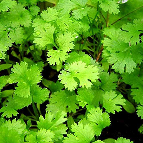 Coriander Cilantro Magnum Seeds for Planting Herb Garden 500+ Seeds